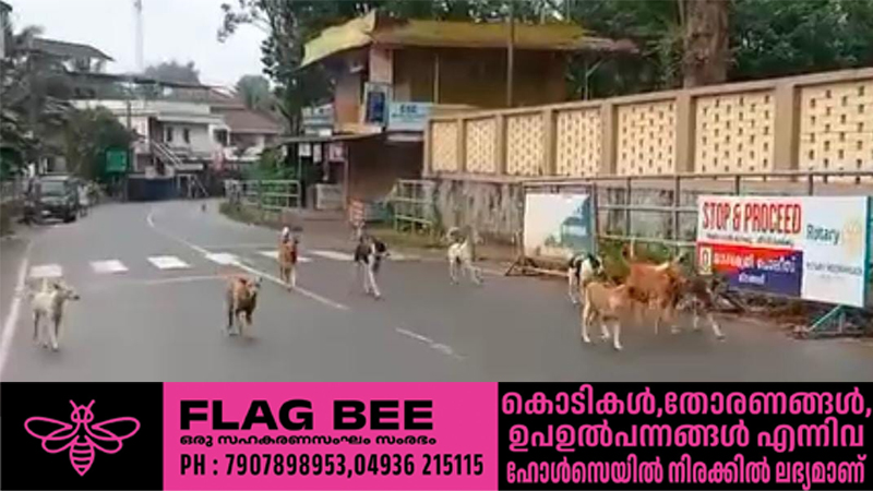 തെരുവുനായ ശല്യത്തിൽ വലഞ്ഞ് മീനങ്ങാടി; പരിഹാരം കാണാതെ അധികൃതർ