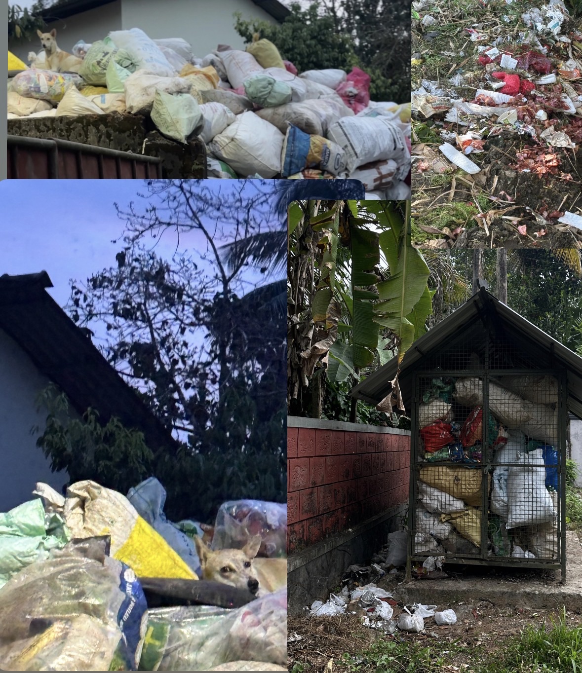 മാലിന്യ സംസ്കരണത്തിൽ പരാജയമായി മീനങ്ങാടി ഗ്രാമപഞ്ചായത്ത്